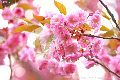 Image of Blooming sakura