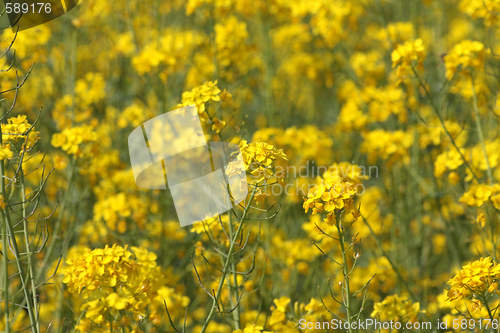 Image of Barbarea vulgaris