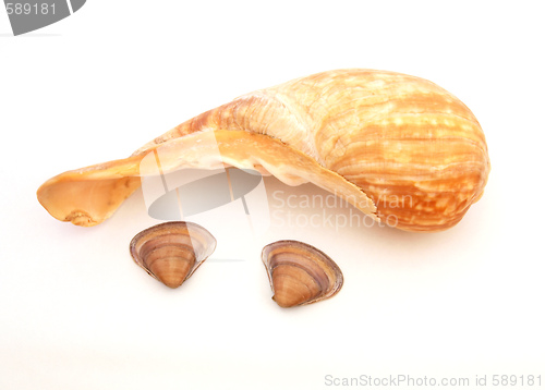 Image of Three sea shells.    