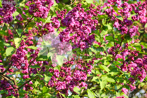 Image of Blooming lilac