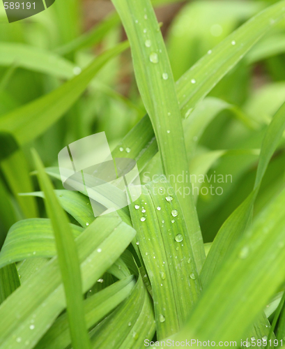 Image of Dew on the green plant