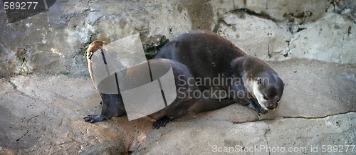 Image of Otters