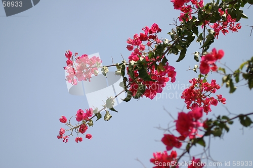 Image of Bougainvillea