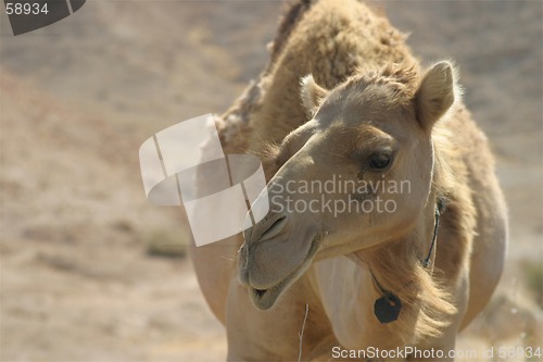 Image of Camel