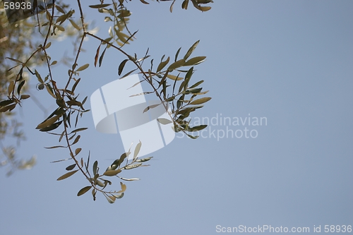 Image of  Olive branches