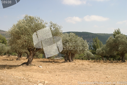 Image of Olive grove