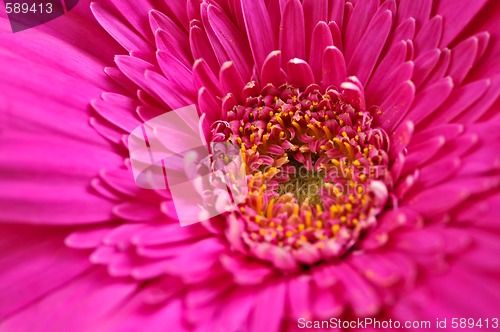 Image of Gerbera flower