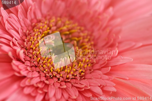 Image of Gerbera flower