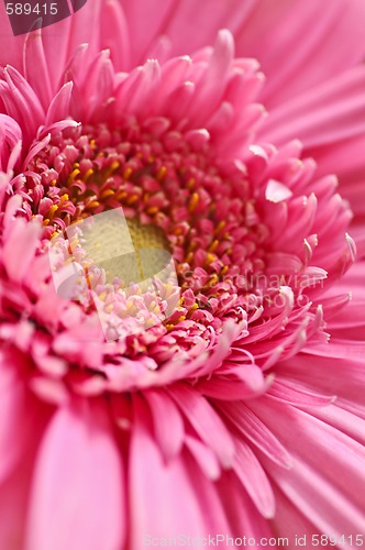 Image of Gerbera flower