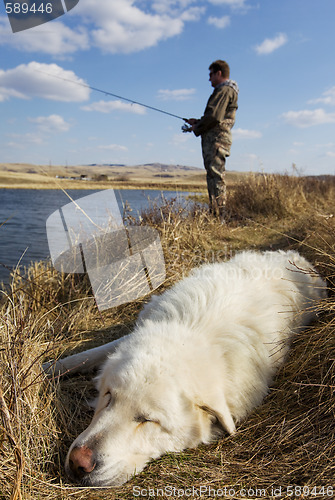 Image of Sleeping dog