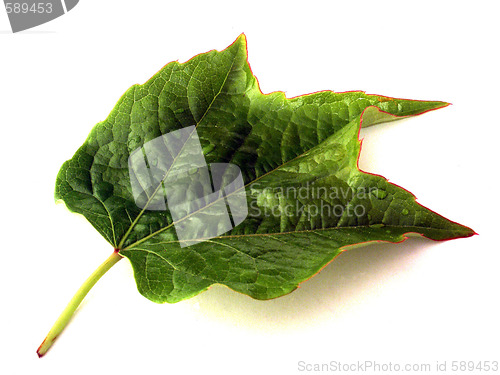 Image of leaf