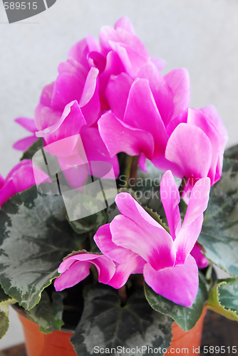 Image of Pink cyclamen