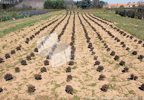 Image of Thuja rows