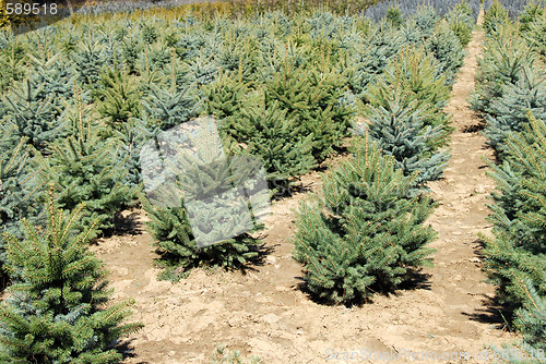 Image of Fir garden center