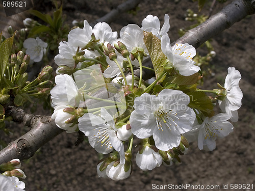 Image of Tree flowering 