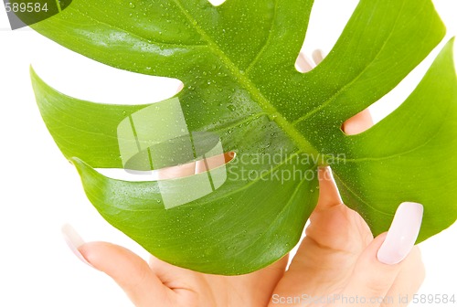 Image of female hands with green leaf