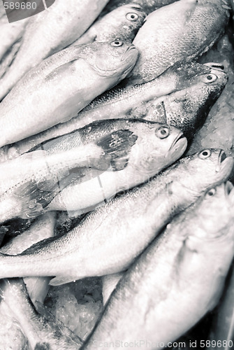 Image of Fish mass
