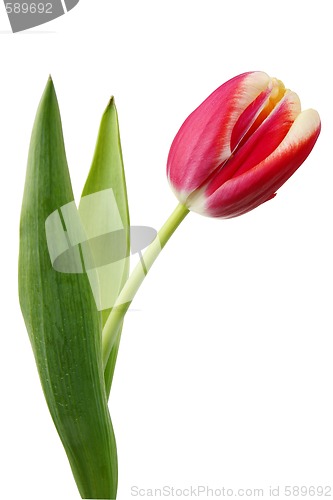 Image of Red fresh tulip