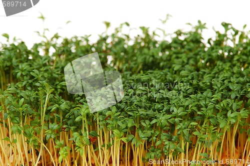 Image of Cress