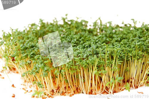 Image of Cress