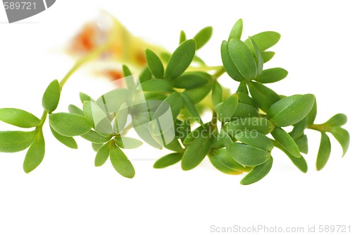 Image of cress close-up