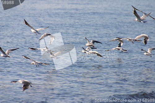 Image of birds at the water