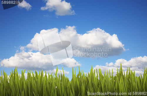 Image of Grass and Cloudy Sky