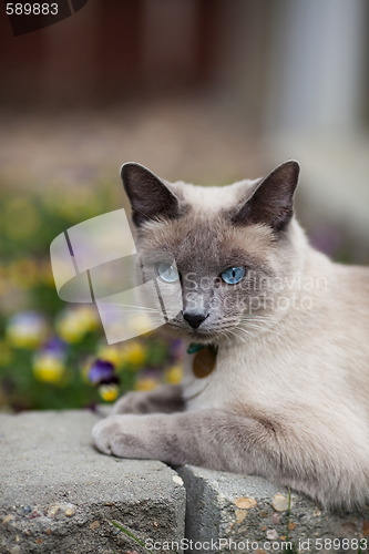 Image of Siamese in The Garden