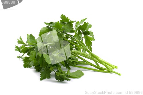 Image of fresh parsley