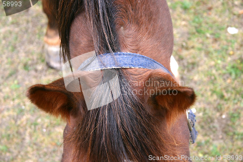 Image of a horse ears