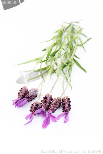 Image of lavender papillon