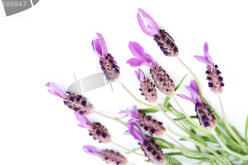 Image of lavender papillon