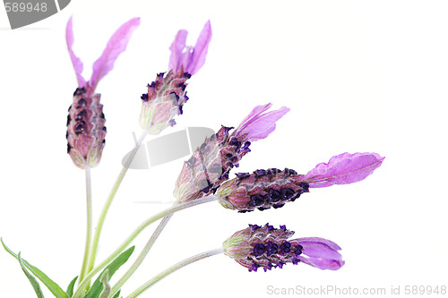 Image of lavender papillon