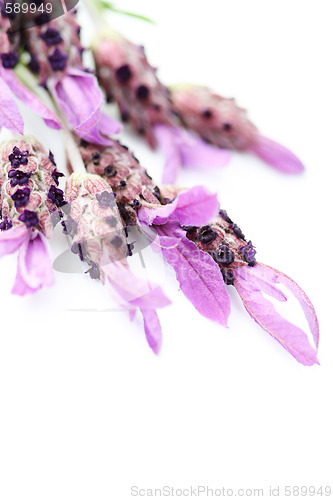 Image of lavender papillon