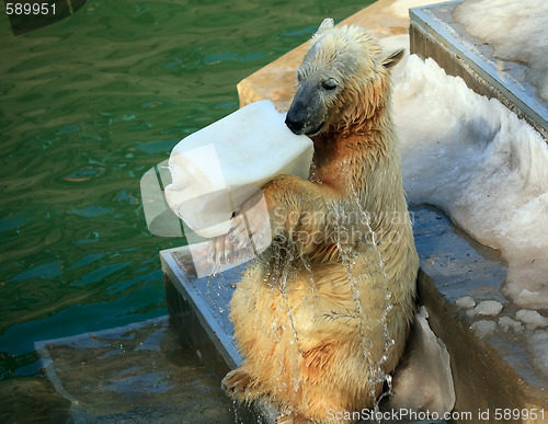 Image of Polar bear.