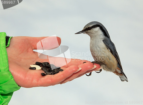 Image of Nutcracker