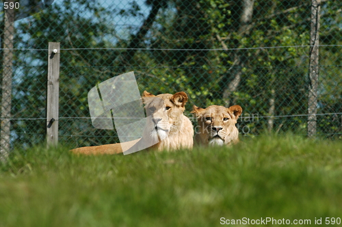 Image of Lions