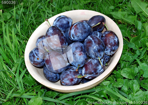 Image of Plums over green grass