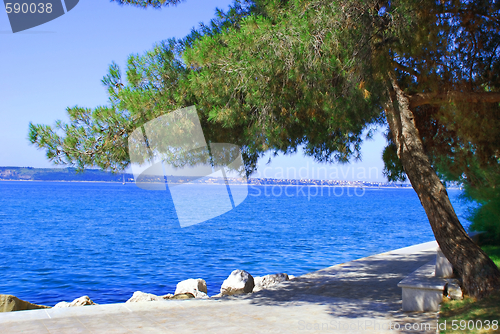 Image of Sea and pine landscape