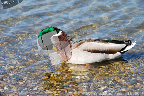 Image of Duck on water - Hygiene