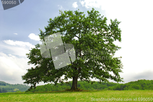 Image of Oak on green hill