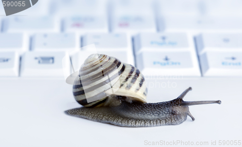 Image of Close up of a snail