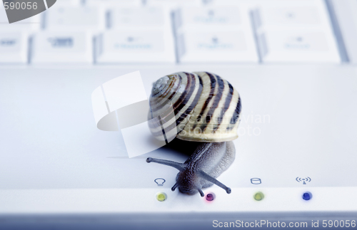 Image of Close up of a snail 
