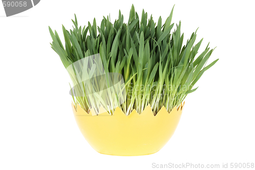 Image of Easter grass