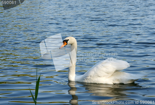 Image of Swan