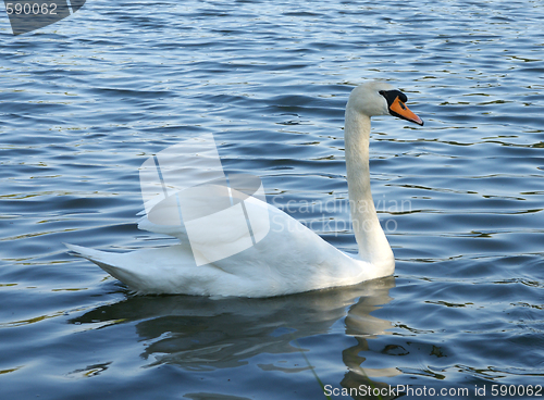 Image of Swan