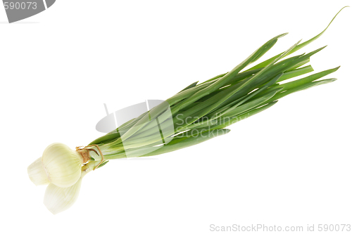 Image of Onion with szczypiór