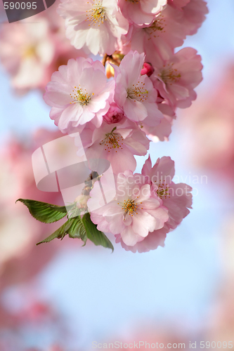 Image of Cherry tree