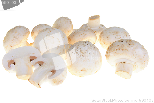 Image of Mushroom with clipping path