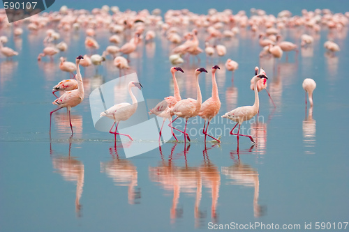 Image of Flamingos